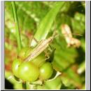 Stenodema laevigata - Blindwanze 01.jpg